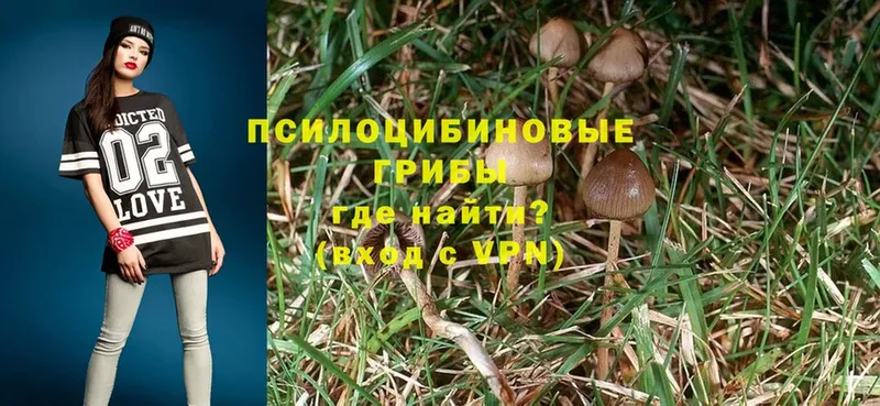 Галлюциногенные грибы Psilocybine cubensis  МЕГА как войти  Никольск 